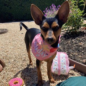 Meet your Posher, Belle